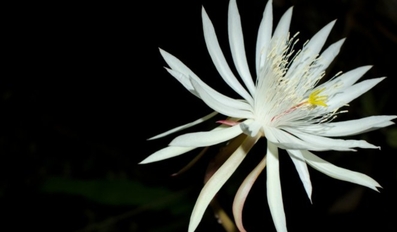 The Kadupul Flower The Midnight Miracle of Sri Lanka
